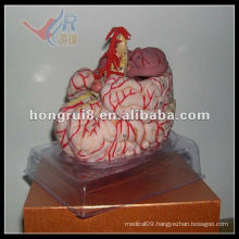 ISO Cerebral Artery model, Brain anatomy model